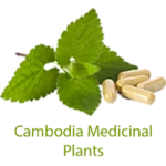 Logo of ANT Khmer Medicinal Plant 2016 android Application 